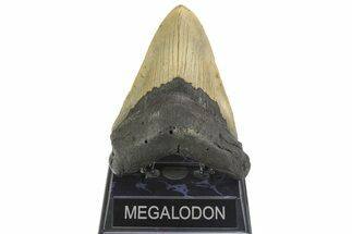 Serrated, Fossil Megalodon Tooth - North Carolina #298999