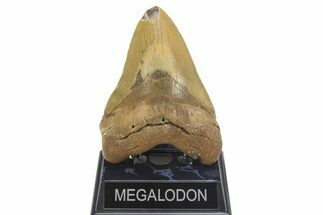 Fossil Megalodon Tooth - North Carolina #299040
