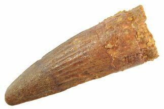 Juvenile Fossil Spinosaurus Tooth - Real Dinosaur Tooth #297323