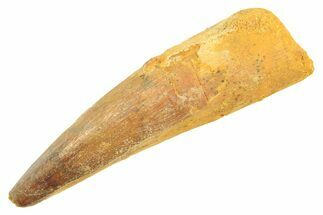 Fossil Spinosaurus Tooth - Real Dinosaur Tooth #297342