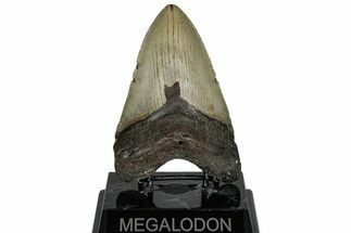 Fossil Megalodon Tooth - North Carolina #298995