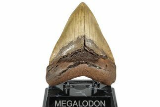 Serrated, Fossil Megalodon Tooth - North Carolina #299011