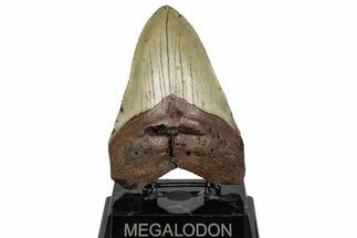 Fossil Megalodon Tooth - North Carolina #299022