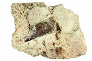 Carcharodontosaurus Tooth In Rock - Dekkar Formation, Morocco #299149