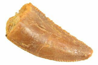 Serrated Raptor Tooth - Real Dinosaur Tooth #297742