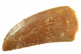 Serrated Raptor Tooth - Real Dinosaur Tooth #297745