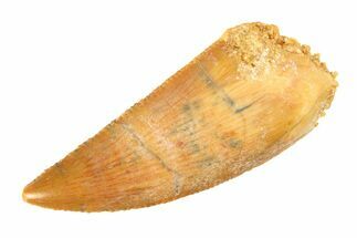 Serrated, Raptor Tooth - Real Dinosaur Tooth #295722