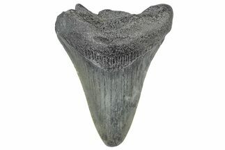 Juvenile Megalodon Tooth - South Carolina #299185