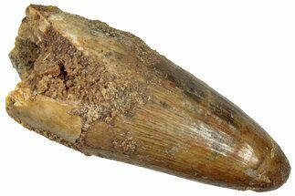 Cretaceous Fossil Crocodylomorph Tooth - Morocco #299209