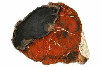 Unique Red/Black Petrified Wood (Araucarioxylon) Round - Arizona #299223