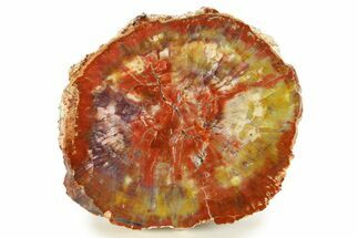 Rainbow Colored, Polished Petrified Wood End-Cut - Arizona #299232