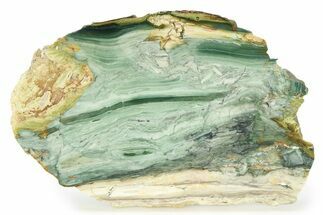 Gary Green Jasper (Larsonite) Bog Wood Slab - Oregon #299332