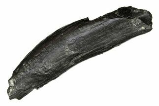 Large, Fossil Sperm Whale (Physeteridae) Tooth - South Carolina #299386