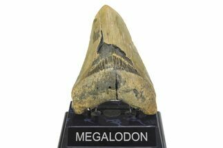 Fossil Megalodon Tooth - North Carolina #299404