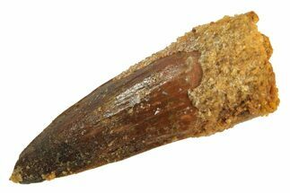 Juvenile Fossil Spinosaurus Tooth - Real Dinosaur Tooth #296915