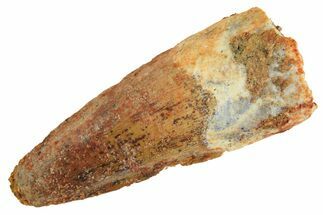 Fossil Spinosaurus Tooth - Real Dinosaur Tooth #296929