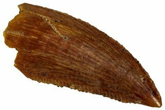 Serrated, Raptor Tooth - Real Dinosaur Tooth #296168