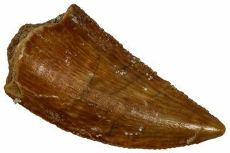 Serrated, Raptor Tooth - Real Dinosaur Tooth #296173