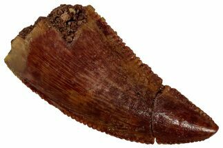 Serrated, Raptor Tooth - Real Dinosaur Tooth #296174