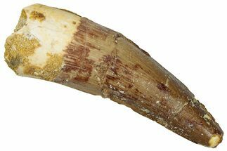 Fossil Spinosaurus Tooth - Real Dinosaur Tooth #299127