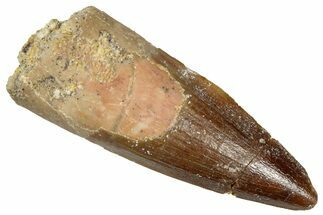 Fossil Spinosaurus Tooth - Real Dinosaur Tooth #299131