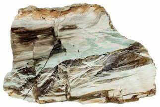 Colorful Polished Petrified Wood End-Cut - Turkey #299413