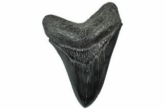 Serrated, Fossil Megalodon Tooth - South Carolina #299425