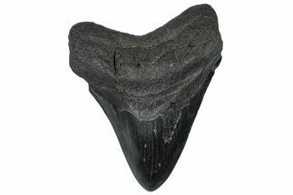 Fossil Megalodon Tooth - South Carolina #299428