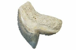 Fossil Tiger Shark (Galeocerdo) Tooth - Bone Valley, Florida #299573