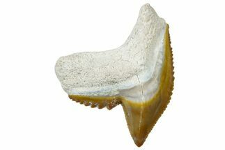 Fossil Tiger Shark (Galeocerdo) Tooth - Bone Valley, Florida #299582