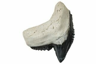 Fossil Tiger Shark (Galeocerdo) Tooth - Bone Valley, Florida #299591