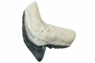 Fossil Tiger Shark (Galeocerdo) Tooth - Bone Valley, Florida #299599