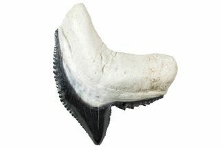 Fossil Tiger Shark (Galeocerdo) Tooth - Bone Valley, Florida #299602