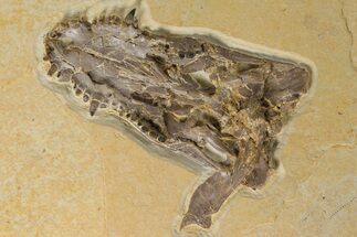 Rare Fossil Caiman (Tsoabichi) Upper Skull with Fish - Wyoming #299741