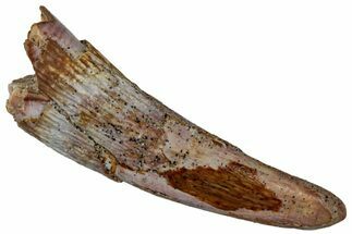 Fossil Pterosaur (Siroccopteryx) Tooth - Morocco #299789