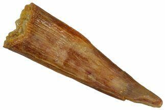 Fossil Pterosaur (Siroccopteryx) Tooth - Morocco #299804