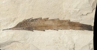 Fossil Quercus (Oak) Leaf - Green River Formation #16525