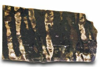 Proterozoic Stromatolite (Collenia) Slab - Minnesota #299967