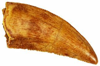 Raptor Tooth - Real Dinosaur Tooth #295802