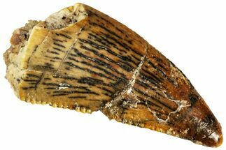 Raptor Tooth - Real Dinosaur Tooth #295818