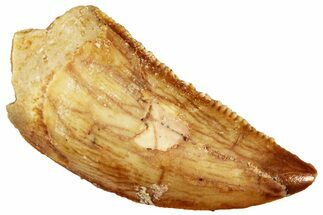 Serrated, Raptor Tooth - Real Dinosaur Tooth #296211