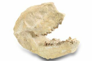 Fossil Oreodont (Merycoidodon) Partial Skull - South Dakota #300014