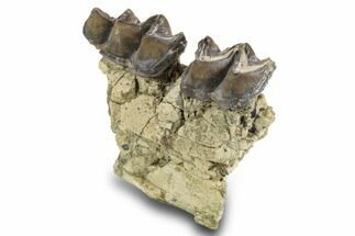 Fossil Titanothere (Megacerops) Jaw Section - South Dakota #300019