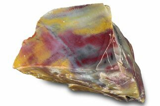 Polished Rainbow Petrified Wood (Araucarioxylon) Section -Arizona #300168