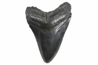 Fossil Megalodon Tooth - South Carolina #299645