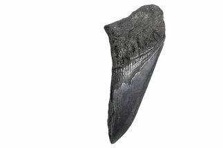 Partial Fossil Megalodon Tooth - South Carolina #299653