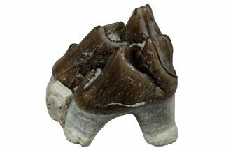 Fossil Oreodont (Merycoidodon) Molar - South Dakota #300261