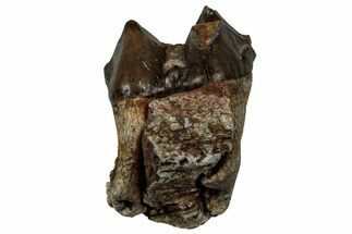 Fossil Oreodont (Merycoidodon) Molar - South Dakota #300268