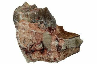 Fossil Oreodont Jaw Section - South Dakota #300282