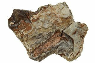 Fossil Oreodont (Merycoidodon) Jaw Section - South Dakota #300294